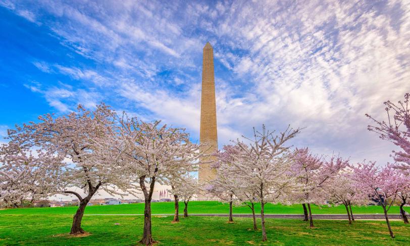 Washington DC George Washington monument spring cherry blossoms