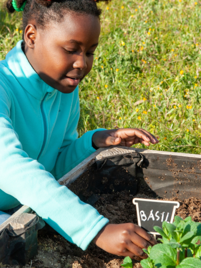 A child adds a basil sign next to a growing plant. 